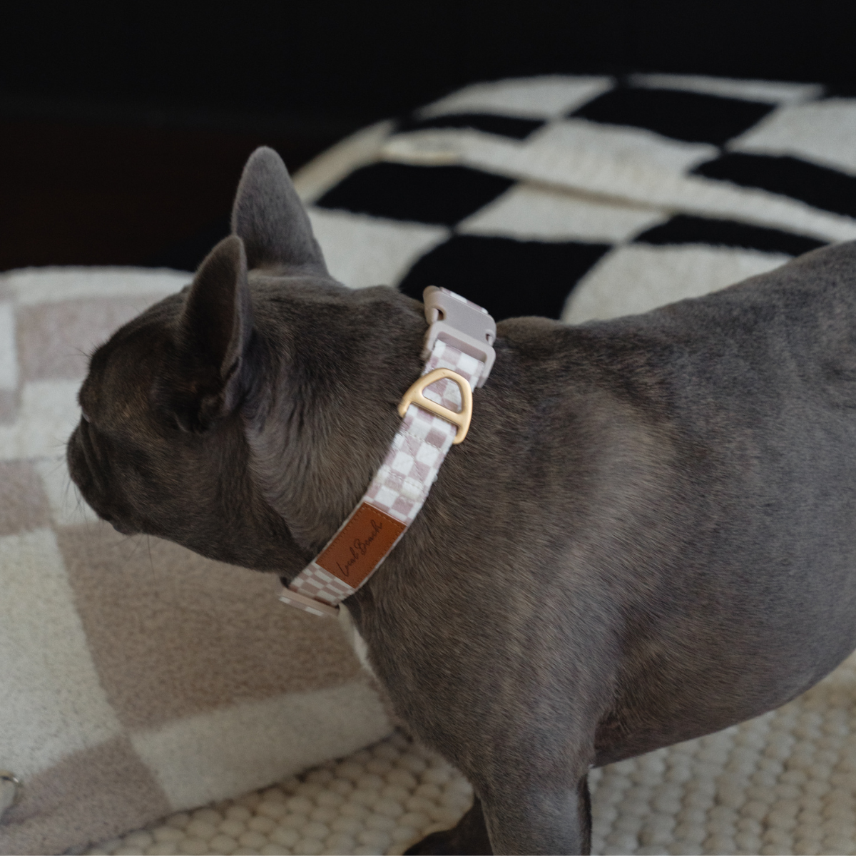 Local Beach Checker Adjustable Dog Collar Tan