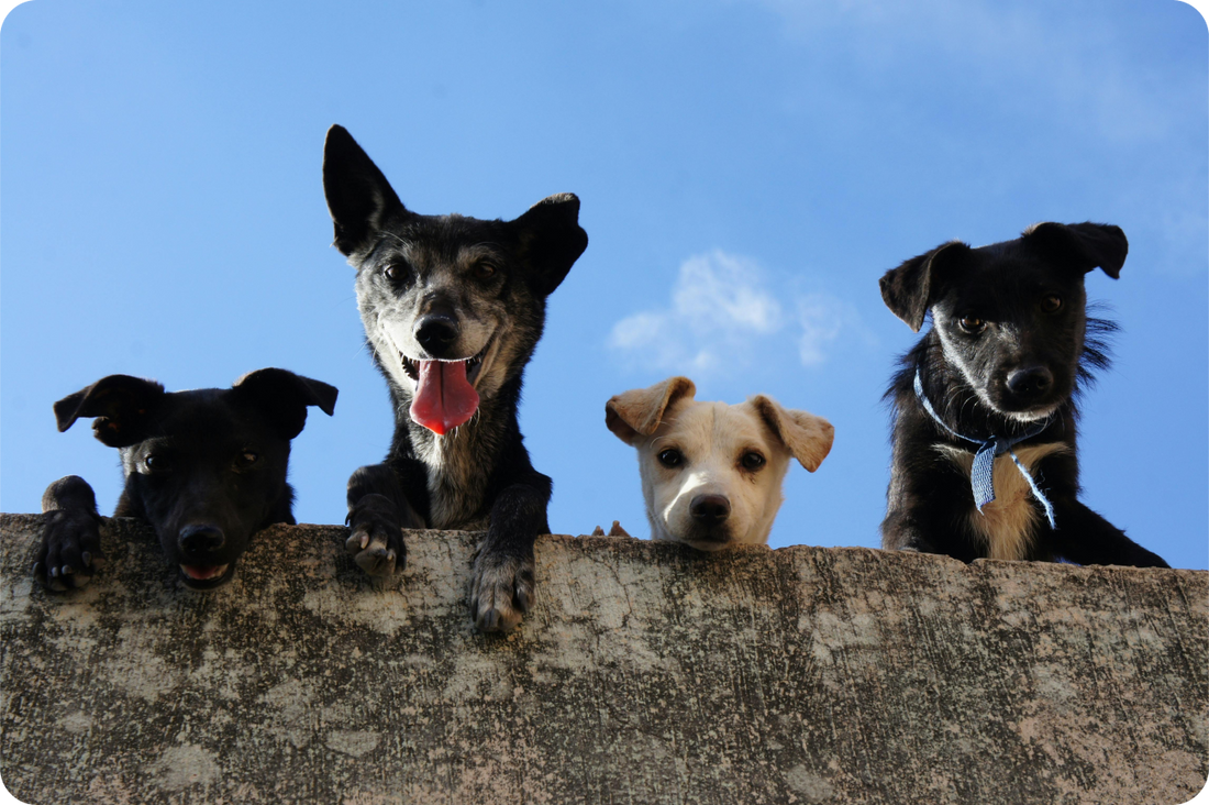 The Heartworm Scam: Why You’re Poisoning Your Pet for No Reason