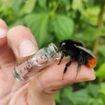 Beevive Original Bee Revival Kit with Bee ID Tag