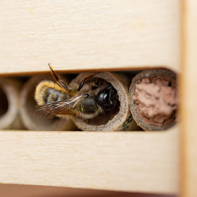 Beevive DIY Bee Hotel Kit