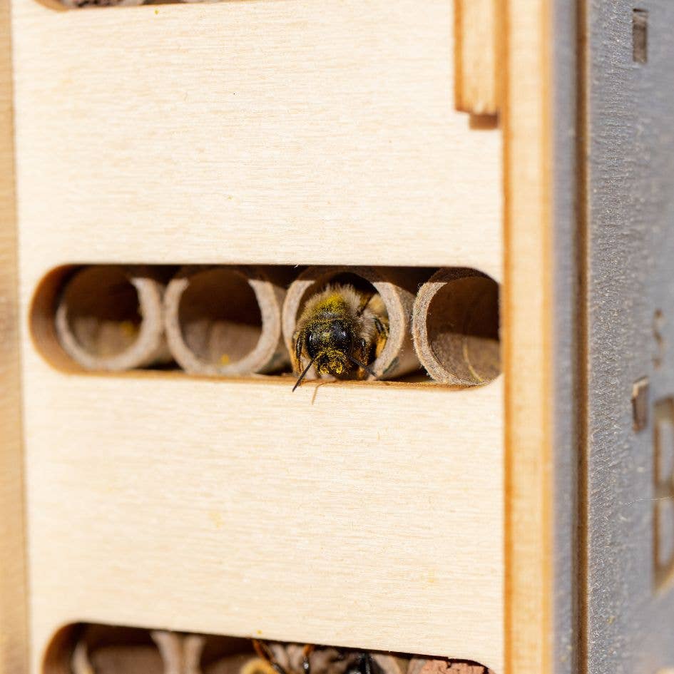 Beevive DIY Bee Hotel Kit