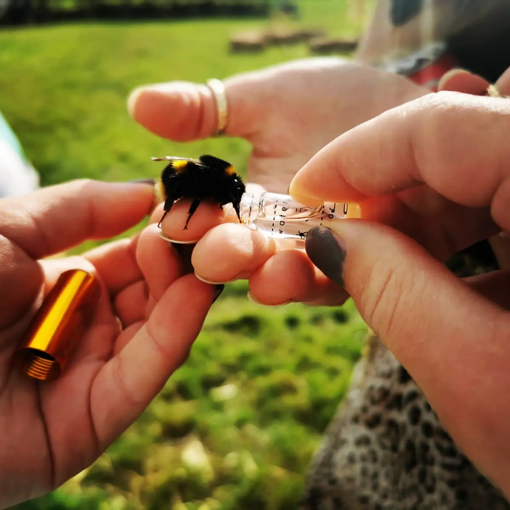 Beevive Original Bee Revival Kit with Bee ID Tag