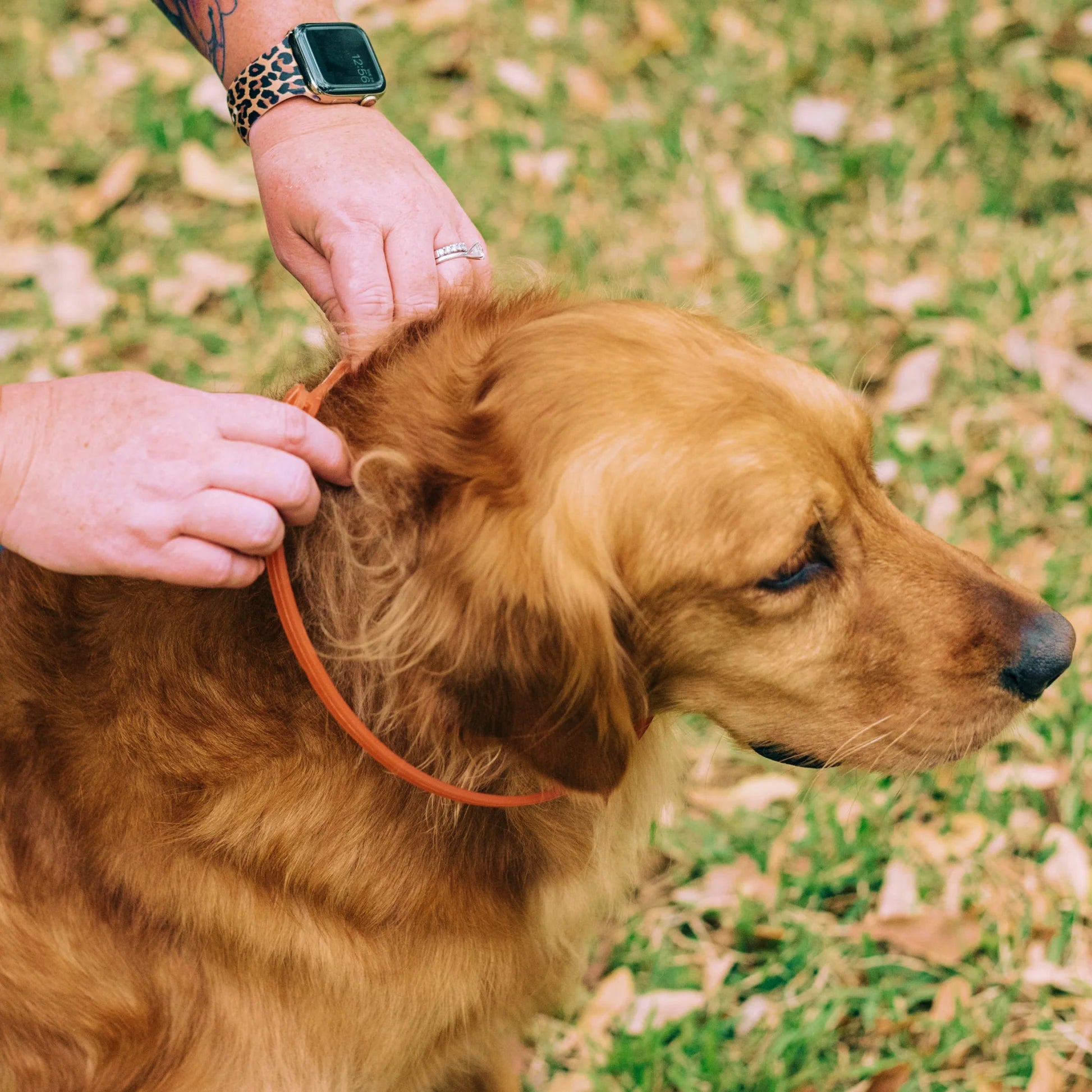 Wondercide Flea & Tick Collar for Dogs – Natural, Plant-Based Protection with Essential Oils -One Size Fits All