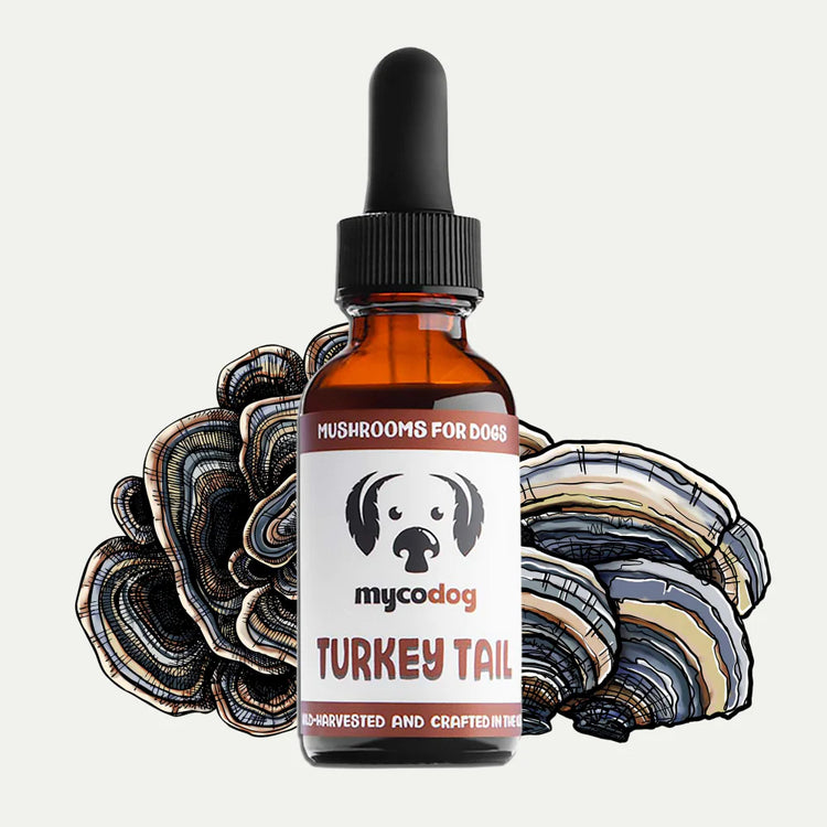 MycoDog Turkey Tail Extract For Dogs- 1 oz