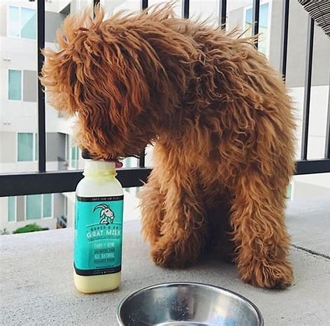 Bones & Co Raw Frozen Goat Milk - Nutrient-Rich Pet Supplement
