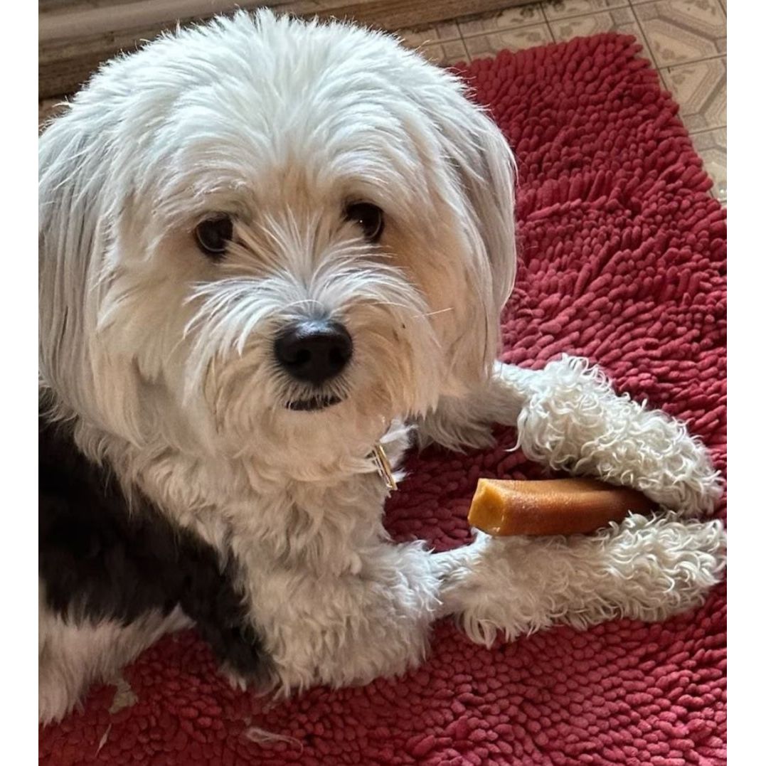 Cheesies Himalayan Yak Cheese Dog Chew – Long-Lasting & Natural Treat
