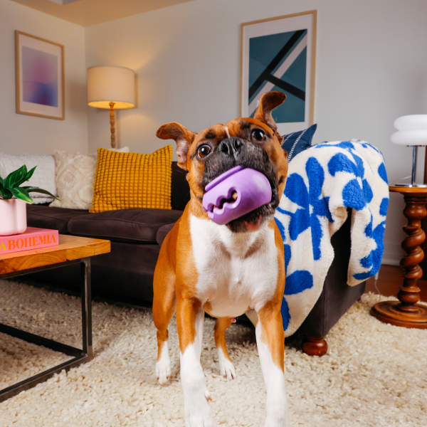 WAGLAB PlayStack The Squiggle Dog Toy
