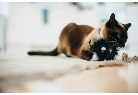 Frisky Furball Feline Frenzy Catnip Toy Collection by P.L.A.Y. – Ultimate Fun & Excitement for Your Cat