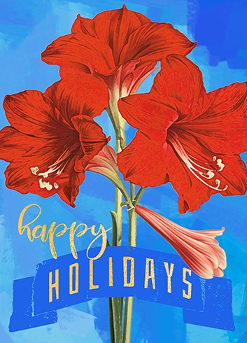 Calypso Cards Blue Amaryllis Christmas Greeting Card