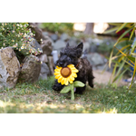 P.L.A.Y. Blooming Buddies – Sassy Sunflower Plush Dog Toy